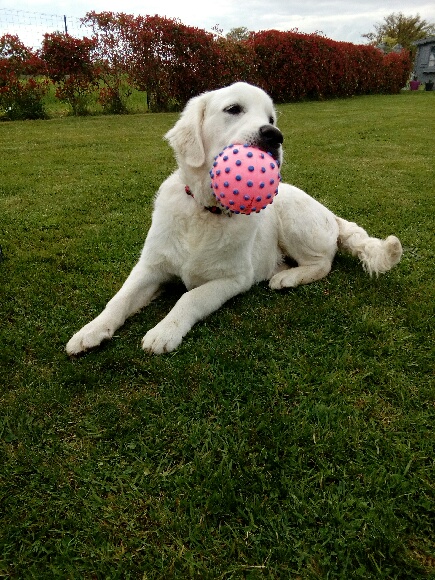 Golden retriever